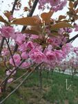 桃花相映红