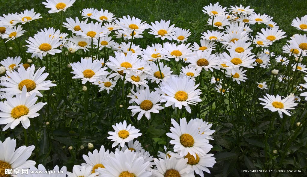 母菊属特写花卉