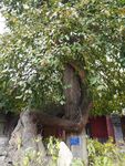 少林寺 女贞抱柏树