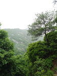 绿树