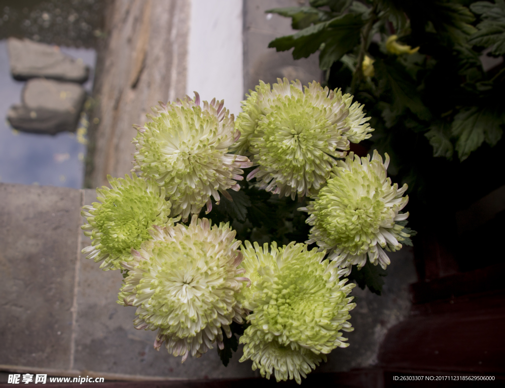 菊花