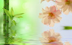 竹子花朵背景墙