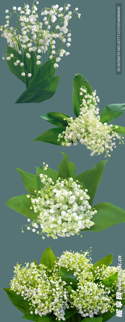 风铃草 钟花 瓦筒花 风铃花