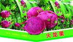 火龙果