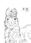 羊驼手绘素材
