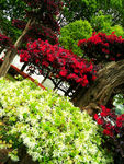 花木