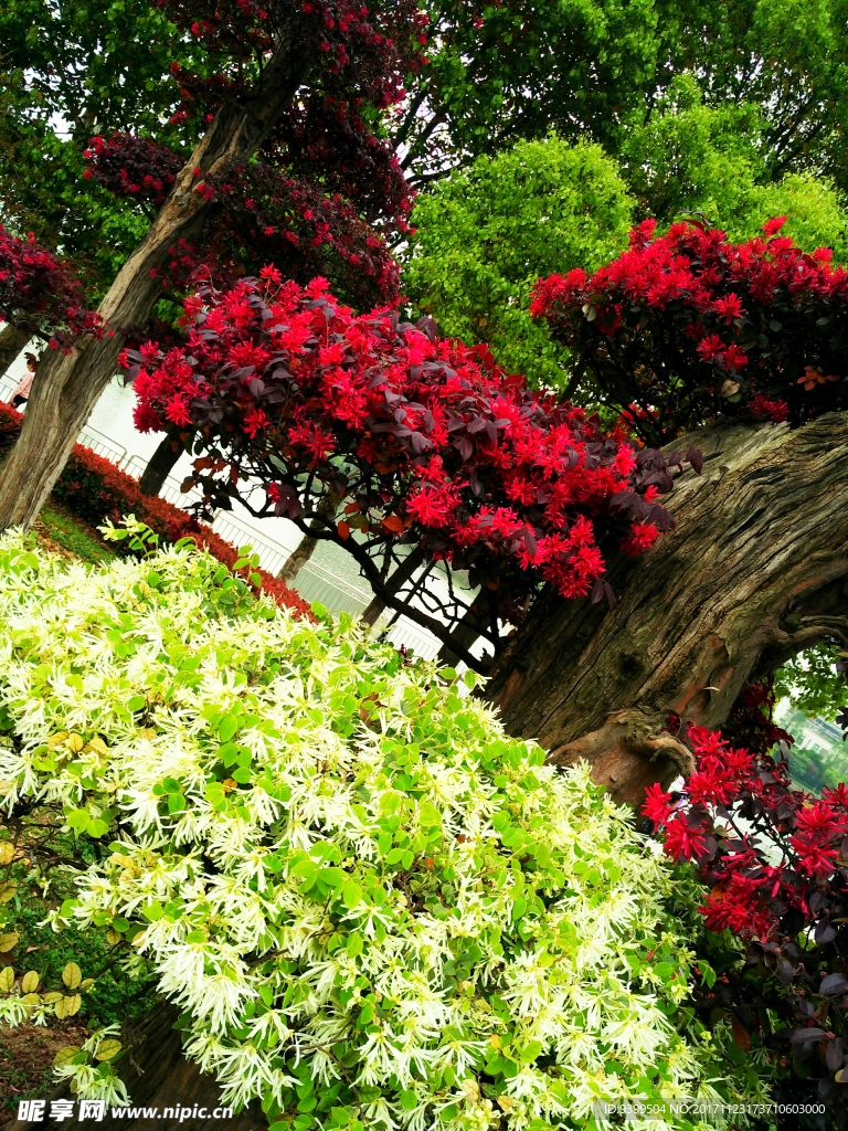 花木