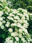 绣球花
