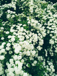 绣球花丛