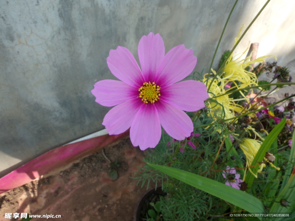 格桑花