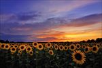 高清夕阳黄昏图