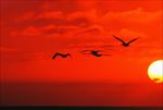 高清夕阳黄昏图