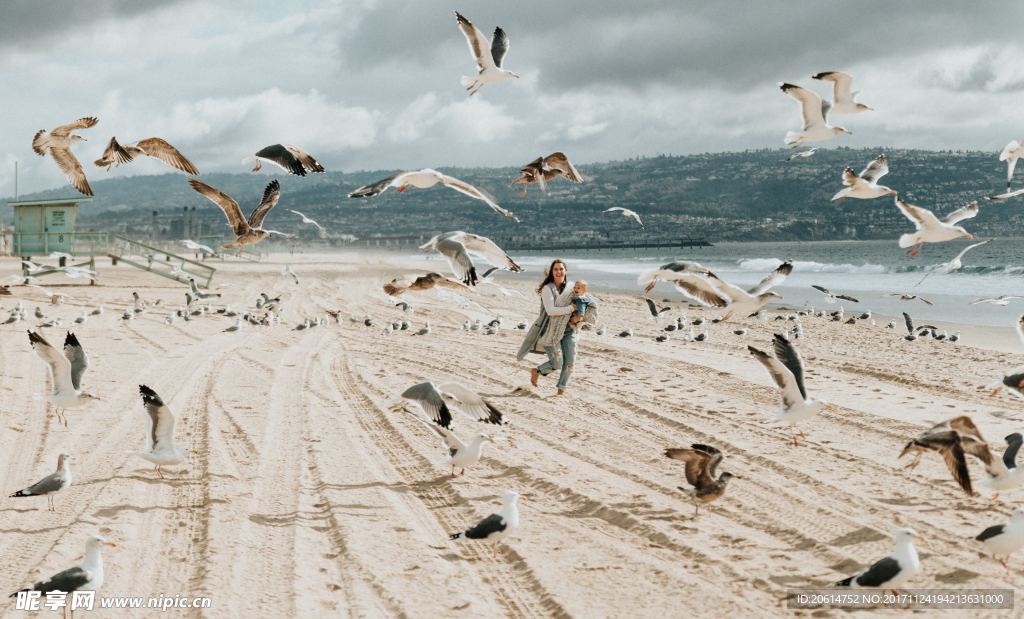 海边的海鸥