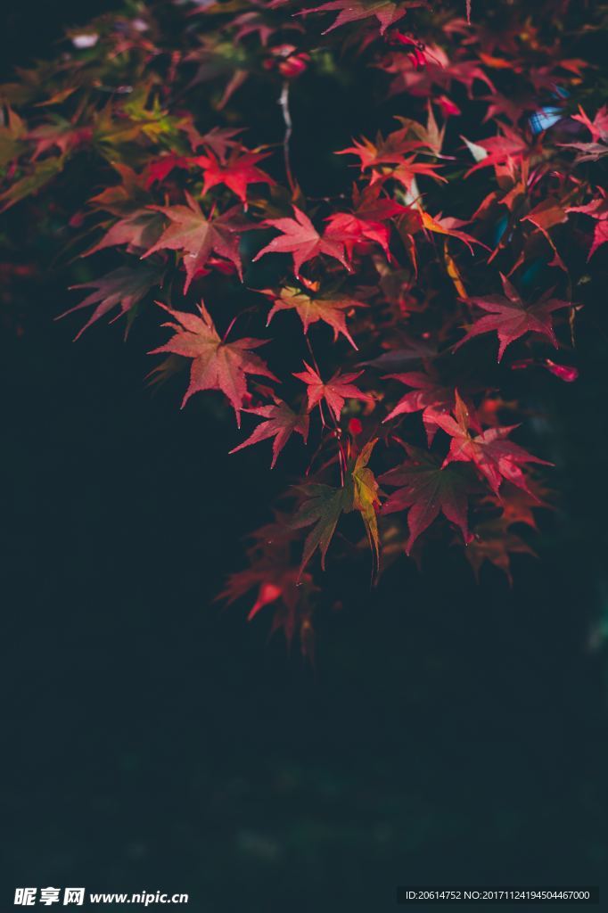 火红的枫叶