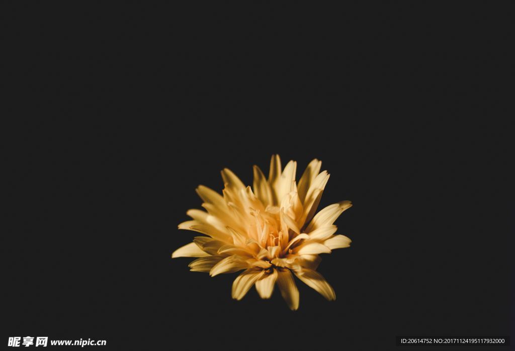 盛开的菊花