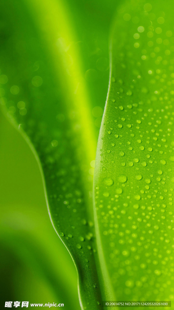 绿叶上的水珠