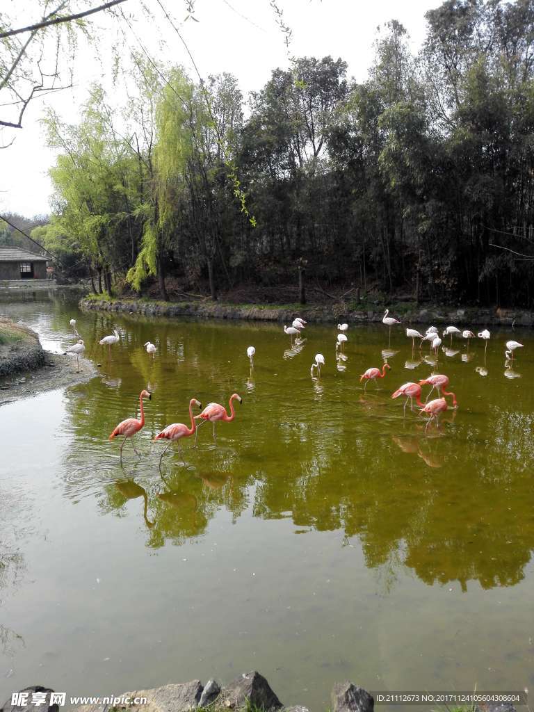 湖中火烈鸟