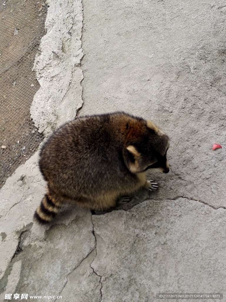 浣熊