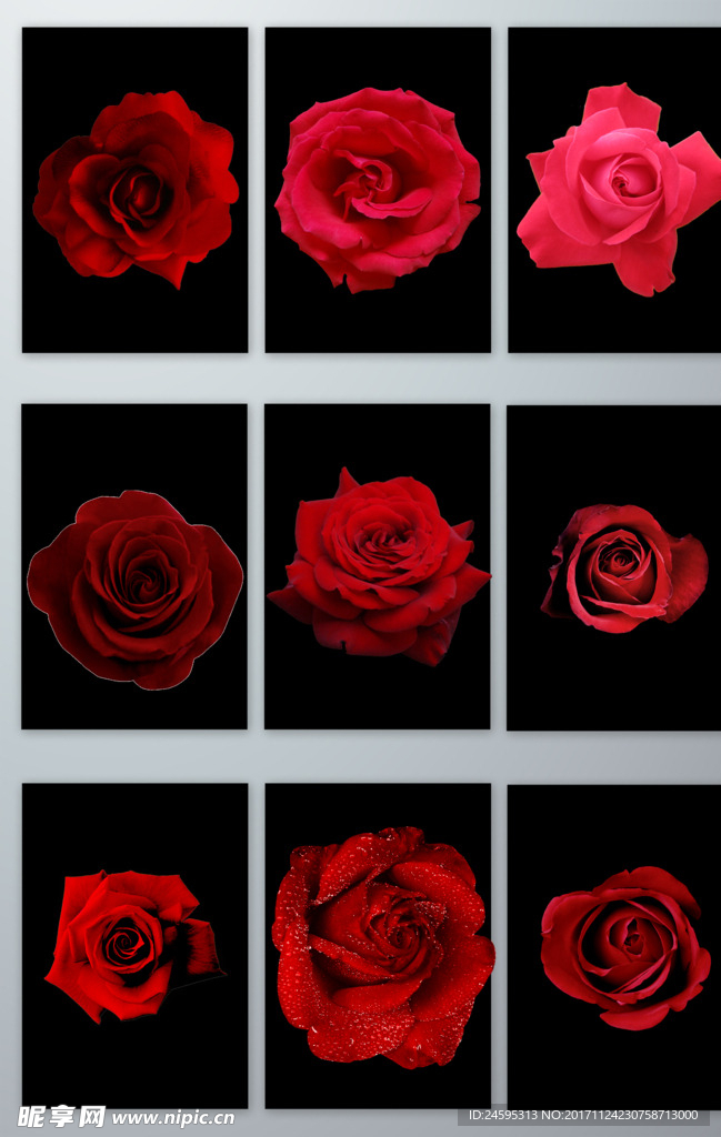 红色玫瑰花朵免扣素材