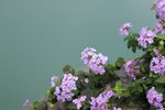 高清紫色罗兰花