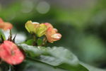 高清雨滴照片