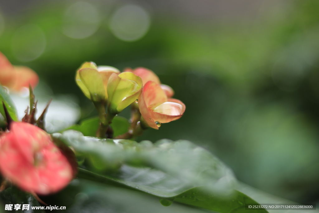 高清雨滴照片