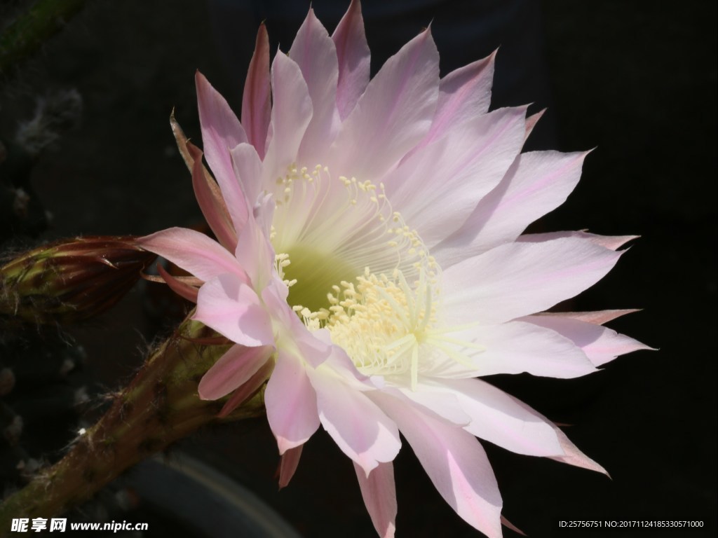 仙人掌花