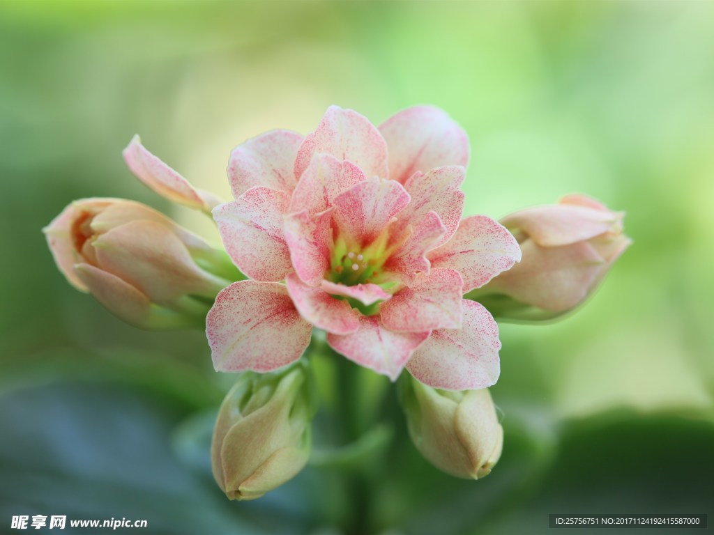 长寿花