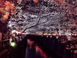 花树