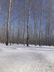 雪景