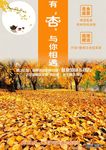 银杏旅游