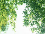树叶
