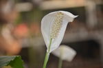 白鹤芋
