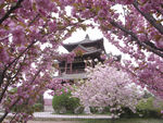 青龙寺 樱花