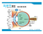 眼球解剖图
