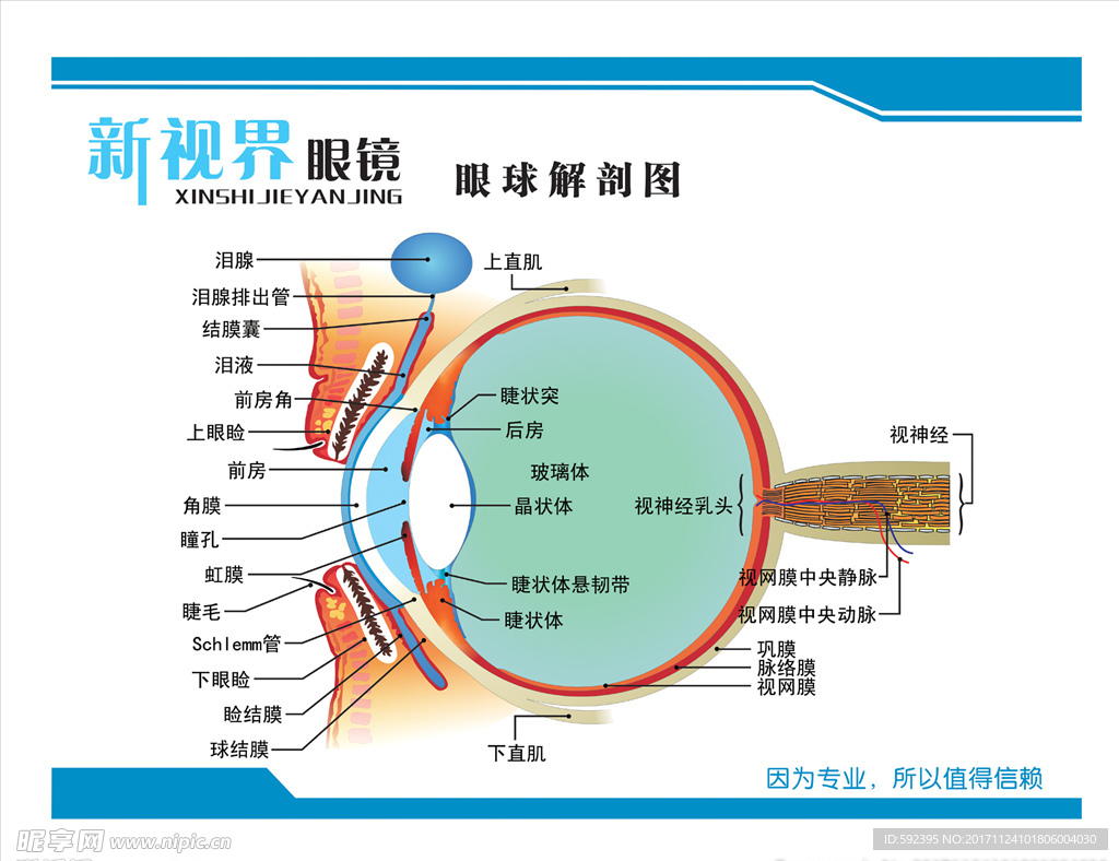 眼球解剖图