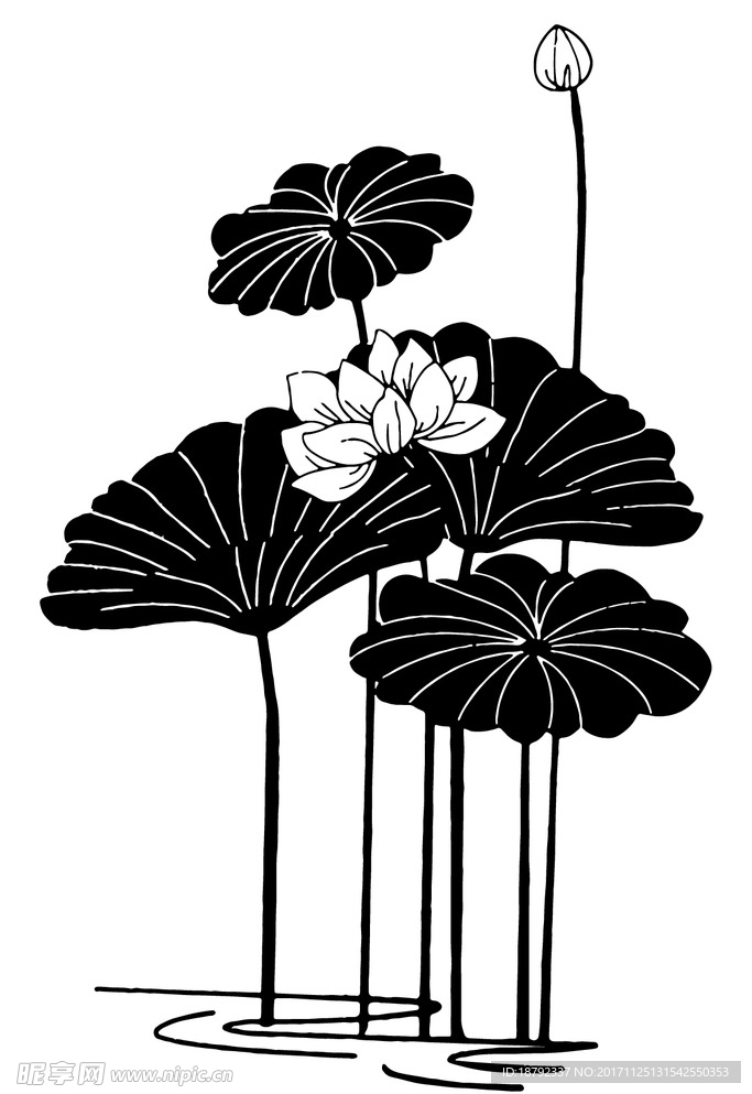 荷花
