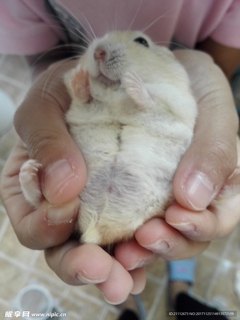 呆萌的仓鼠