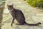 路边迷路的猫咪
