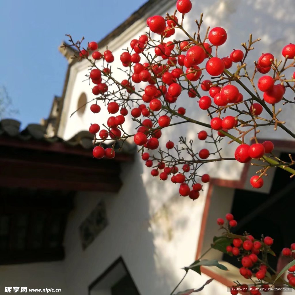 红果