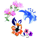 玫瑰花 玫瑰花瓣 缤纷玫瑰花