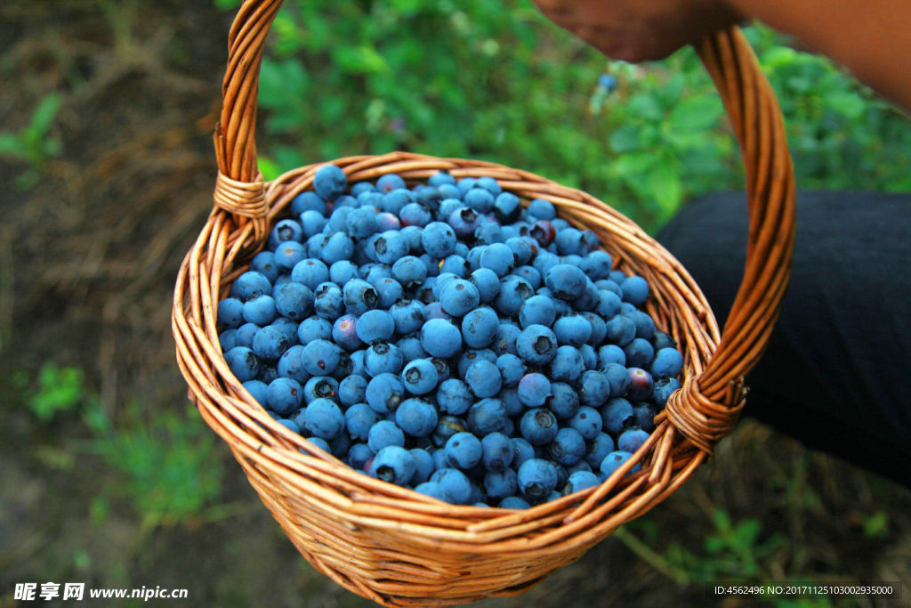 蓝莓果实