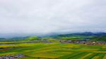 田野