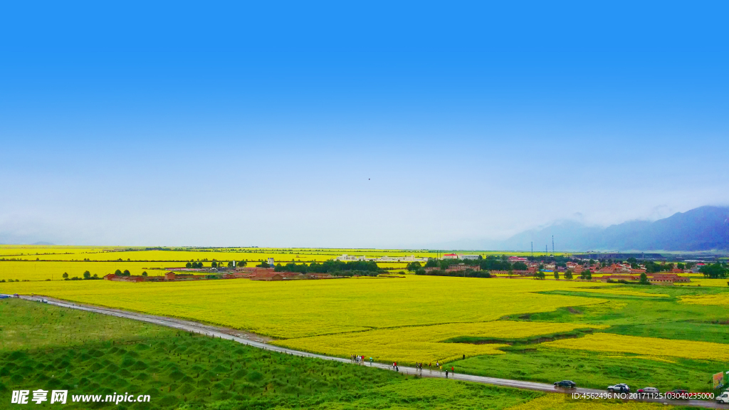 田野