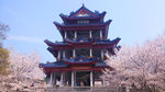 日本樱花