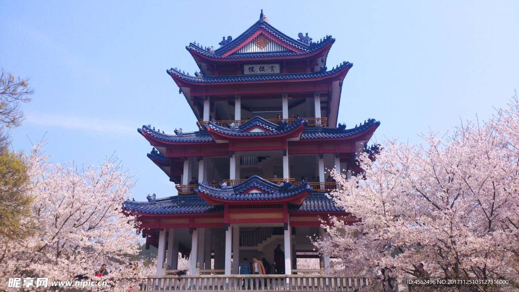 日本樱花