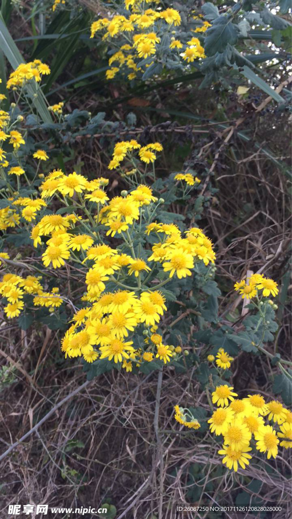 大山纯真野菊花