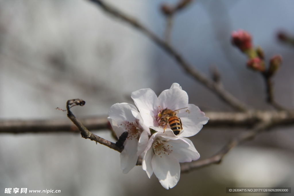 蜜蜂采蜜