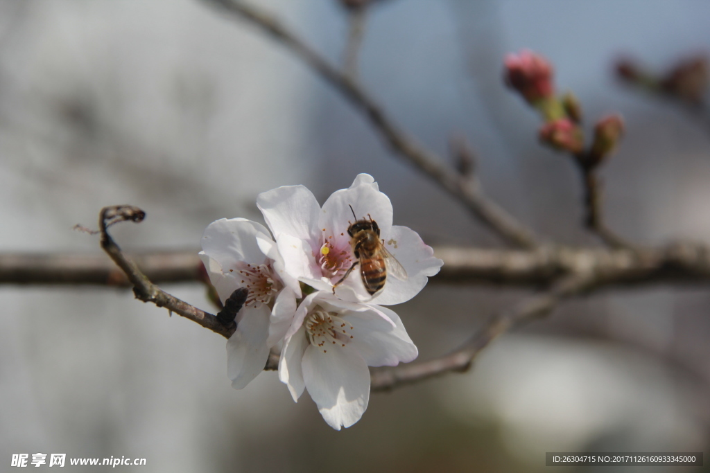 蜜蜂采蜜