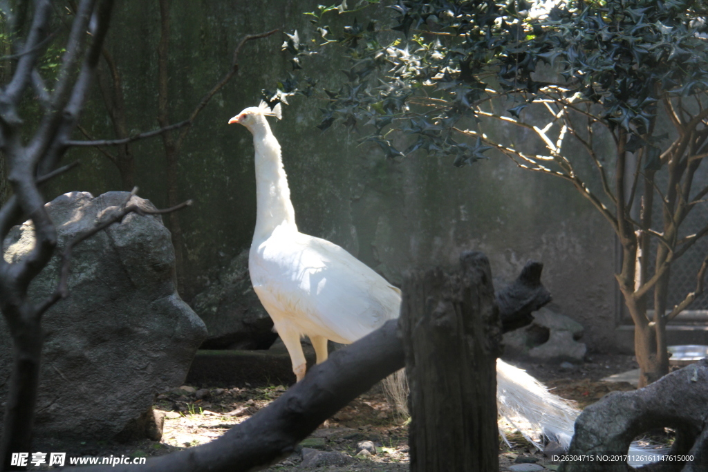 杭州动物园白孔雀